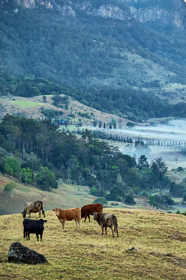 Springbok National Park cows. Credit: Getty Images.